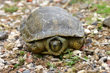Obraz premium Hermann's tortoise Testudo hermanni here in area of village Lorqui in Spain