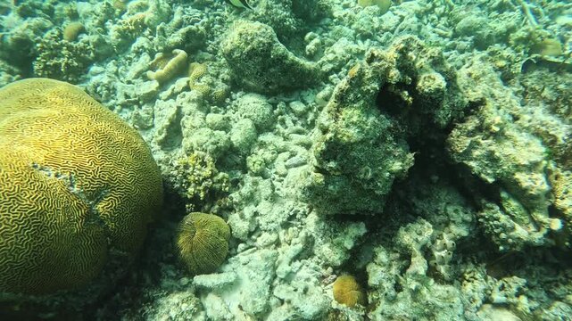 Goatfish Parupeneus macronemus swimmimg in coral reef in Maldives