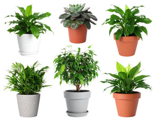 Fototapeta premium Collection Of Six Potted Green Plants With Lush Foliage Against A Transparent Background