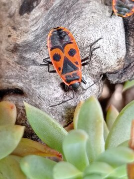 insecte