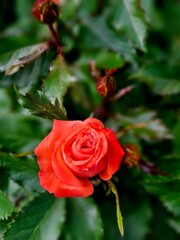 Fototapeta premium red rose in garden