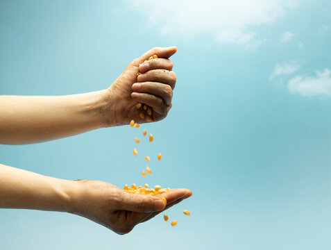 Hands pouring raw corn seeds against blue sky in sunlight. Agriculture, farming, food production
