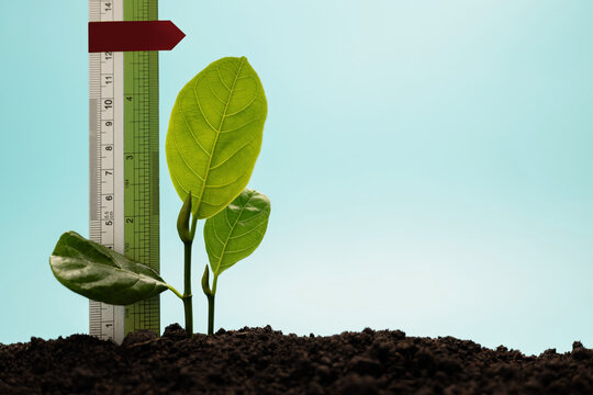 Young plant growing beside ruler ,personal growth, measurable progress and self development