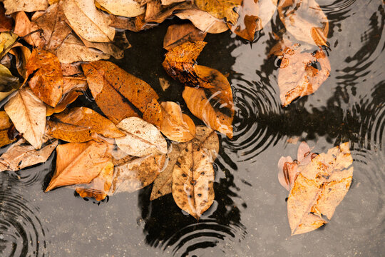 Top view of dried autumn leaves floating on rainwater