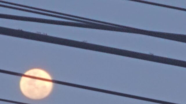 Silhouetted ants Formicidae moving along power lines across the face of a glowing full moon at dusk
