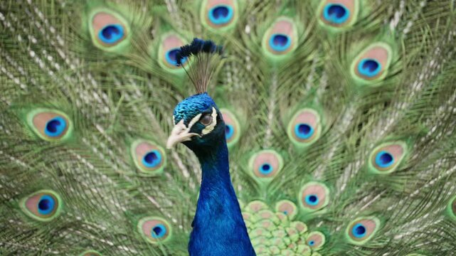 Close up footage of a peacock showing its iconic tail feathers with eye patterns