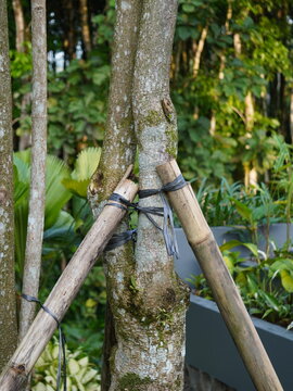 Tree trunk supported by sturdy bamboo stakes tied with black plastic strips in a lush green tropical garden landscape setting