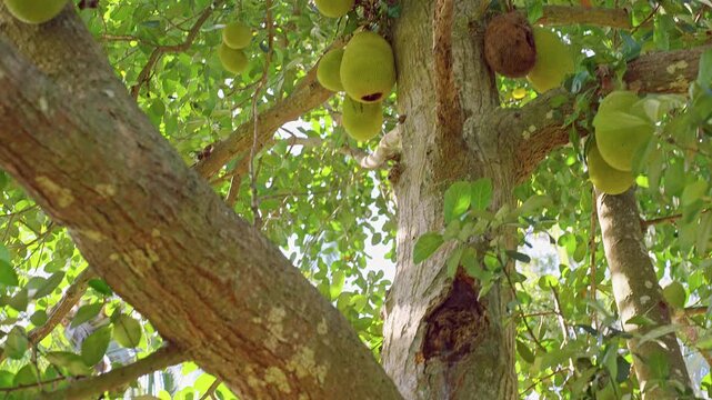 Wide View of Jackfruit Tree Covered with Multiple Fruits on Branches in Lush Tropical Garden, Abundant Harvest and Exotic Agriculture Scene