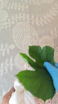 Cleaning Green Chaya Leaf Close Up View