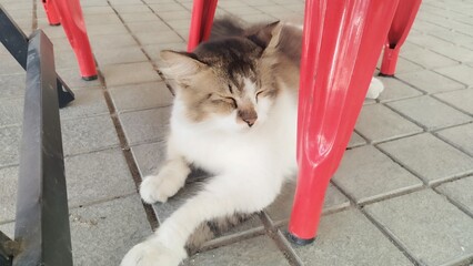 Cat below chair © Mayakrida