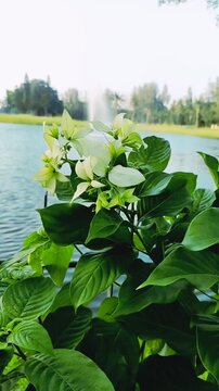 White Tropical Flowers by Lakeside with Fountain Green Park Landscape
Juni 06 2026
Tangerang , Banten, Indonesia