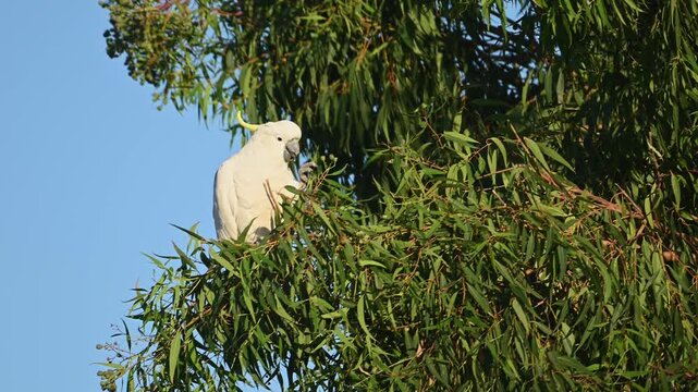 Australian cockatoo feeding in dense gum tree foliage