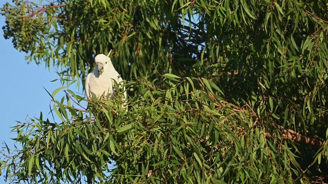 Sulphur crested cockatoo eating in leafy gum tree