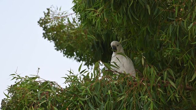Sulphur crested cockatoo searching for gum nuts