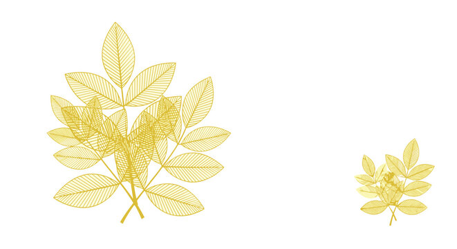 Delicate golden leaf skeletons with intricate vein patterns are arranged elegantly against a clean white background.