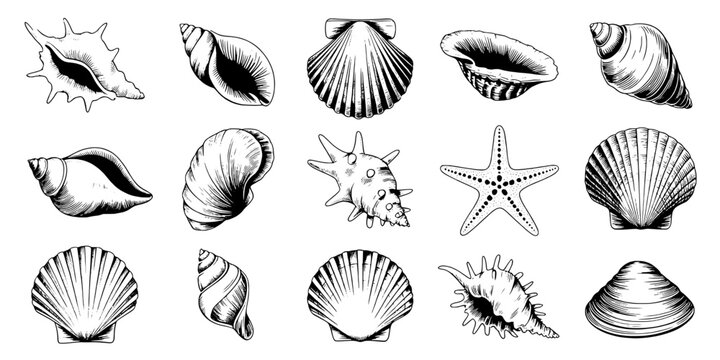 Shells Collection Icon Set with Hand-Drawn Line Art Details, Nautical Sea Life Icons on White Background