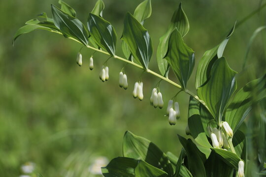 Polygonatum multiflorum, branch of the blossoming Eurasian Solomon's seal.
