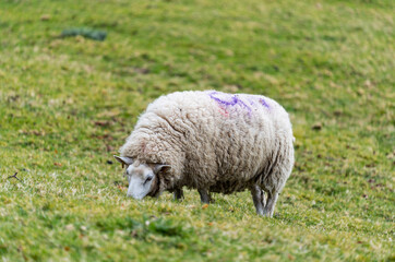 Fototapeta premium closeup of sheep on grass