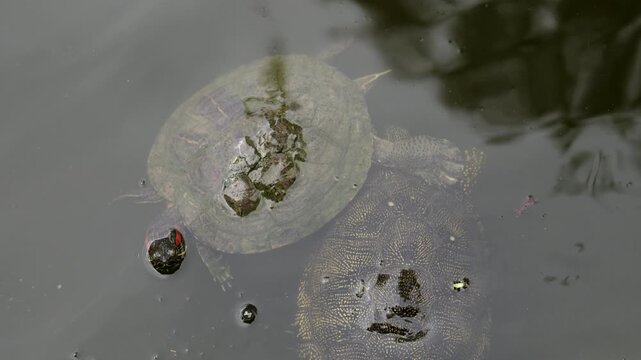 Two turtles swim slowly underwater, showing shell textures and natural aquatic movement in a calm pond environment