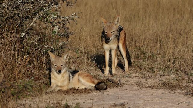 a pair of black-backed jackals waiting patiently