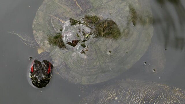 Two turtles swim slowly underwater, showing shell textures and natural aquatic movement in a calm pond environment