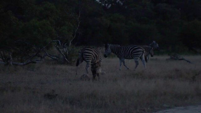  Zebra herd standing guard against the spotted hyenas
