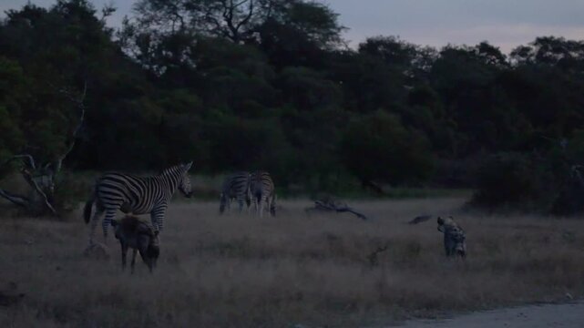  Zebra herd is standing guard against the spotted hyenas