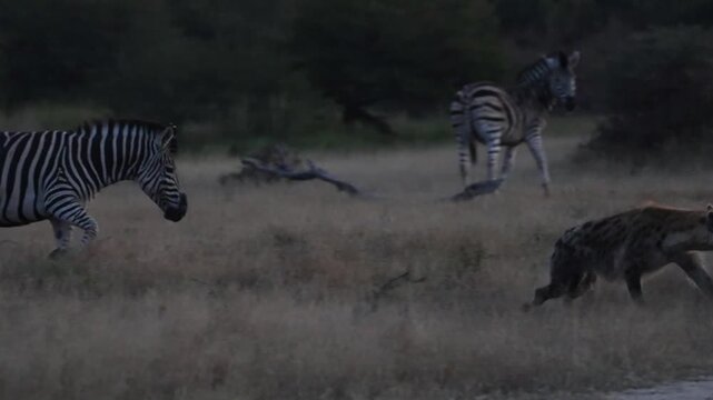 Zebra chasing the spotted hyenas away from her dead foal