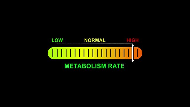 metabolism rate level indicator scale. Low normal high meter infographic animation on black background. Showing high pressure level color gauge indicator.4k quality animation video