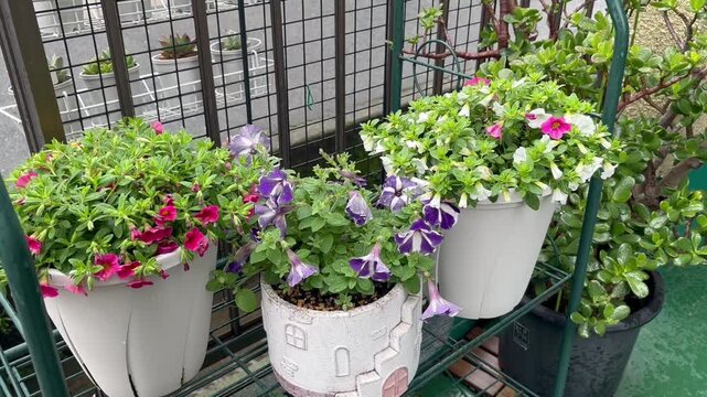 植木鉢 flowers in pots