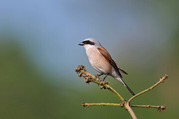 Obraz premium Red-backed shrike (Lanius collurio)