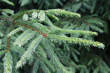 Wet Spruce Tree Branches with Raindrops Closeup © Creatura Studio