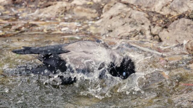A bird energetically splashes water while bathing, creating dynamic droplets and movement in a natural setting