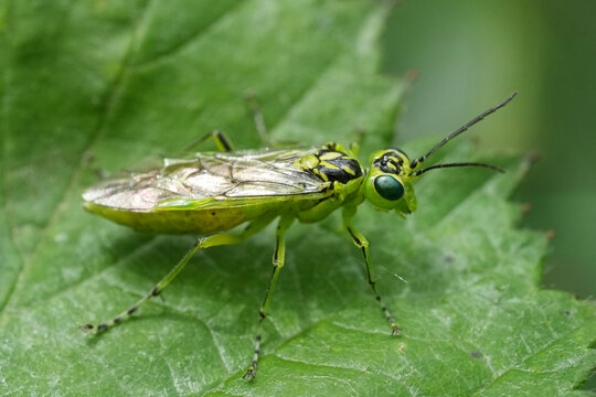 Closeup on a bright green European sawfly, Rhogogaster viridis in the forest