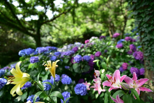 可睡ゆりの園