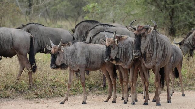  The blue wildebeest calf is growing up fast.