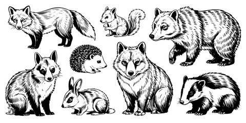 Obraz premium Animals Forest Wildlife Set with Black and White Illustrations, Featuring Various Mammals and Creatures.