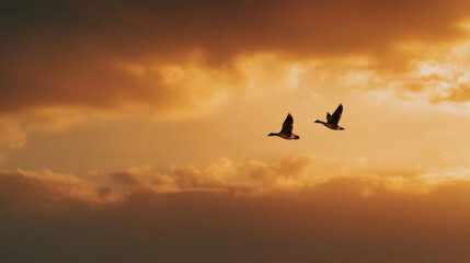 Fototapeta premium Two geese soar gracefully through a sky ablaze with the warm hues of sunset, their silhouettes sharp against the dramatic clouds, evoking a sense of freedom and migration.