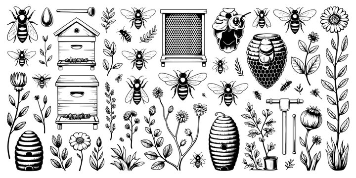 Bee Illustration Swarm with Honeycomb Patterns, Flowers and Beehives, Vintage Engraved Line Art for Nature and Honey Themes