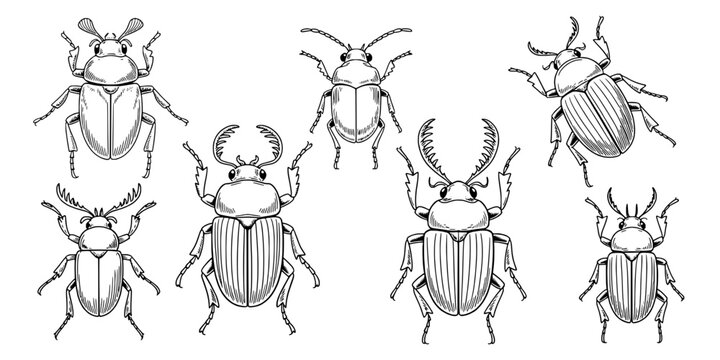 Beetles Black and White Illustration Set with Various Horned Insects, Bug Collection with Different Poses and Textures.