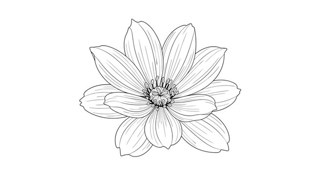 Elegant black and white line drawing of a blooming flower with multiple layers of petals on white.