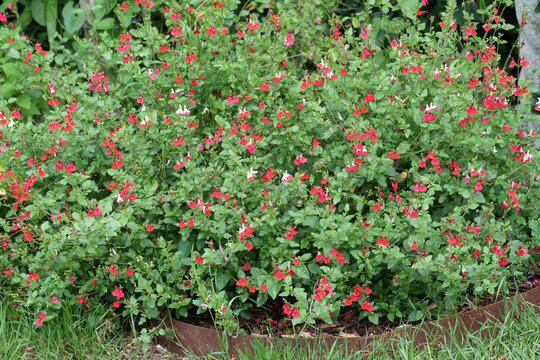 Vibrant Red and White Sage, Salvia microphylla Blossom Bush in a Lush Garden Setting, Showcasing Nature's Beauty and Growth