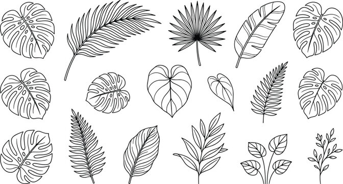 Tropical Leaves and Botanical Foliage Line Art Vector Set Featuring Monstera Palm Fern and Banana Leaf Outline Illustrations for Exotic Jungle Designs