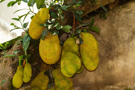 Cluster of ripe jackfruit growing on a tree trunk