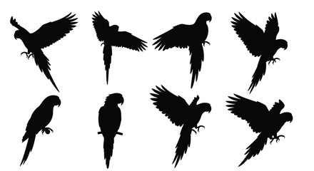 Parrot silhouettes in various poses black on white background © SAFIULLAH