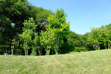Obraz premium trees in the park