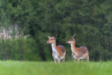Fototapeta premium Wildlife scene with two fallow deer. Dama dama