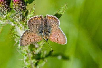 Fototapeta premium A male sooty copper with open wings sits on a thistle. Lycaena tityrus