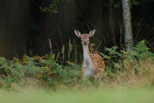  Wildlife scene with a female fallow deer. Dama dama