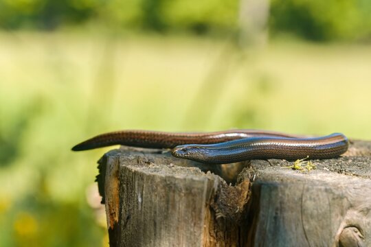 A common slow worm in the nature habitat. Anguis fragilis
